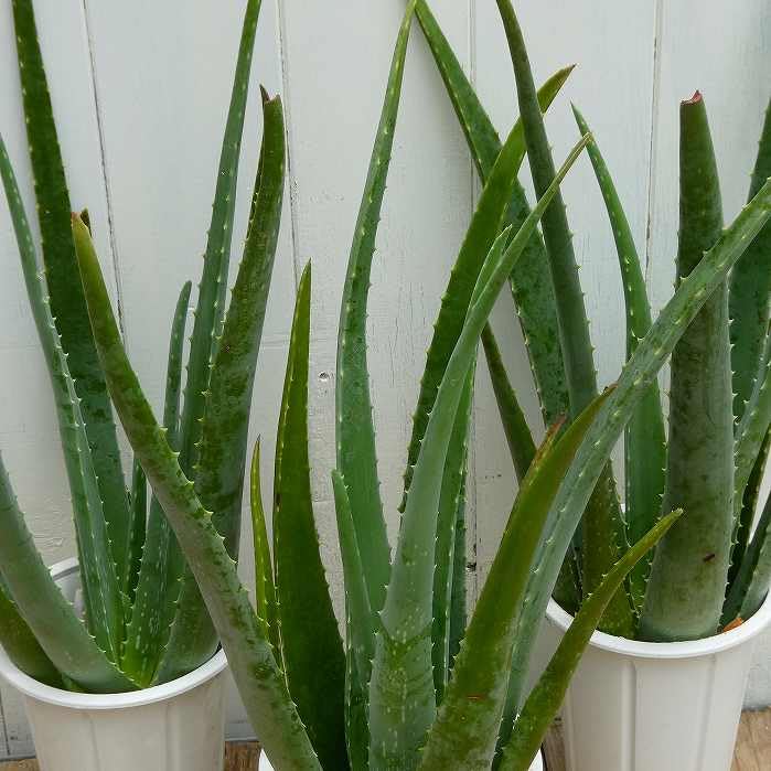 Amazon.co.jp: アロエ ベラ 苗 4号鉢 1鉢 鉢植え 全高60cm 多肉